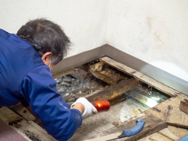 Best Local Mold Removal Service  in Rutledge, TN