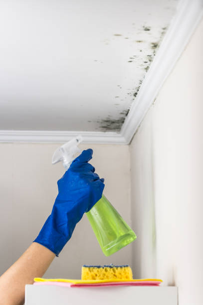 Best Toxic Mold Removal  in Rutledge, TN